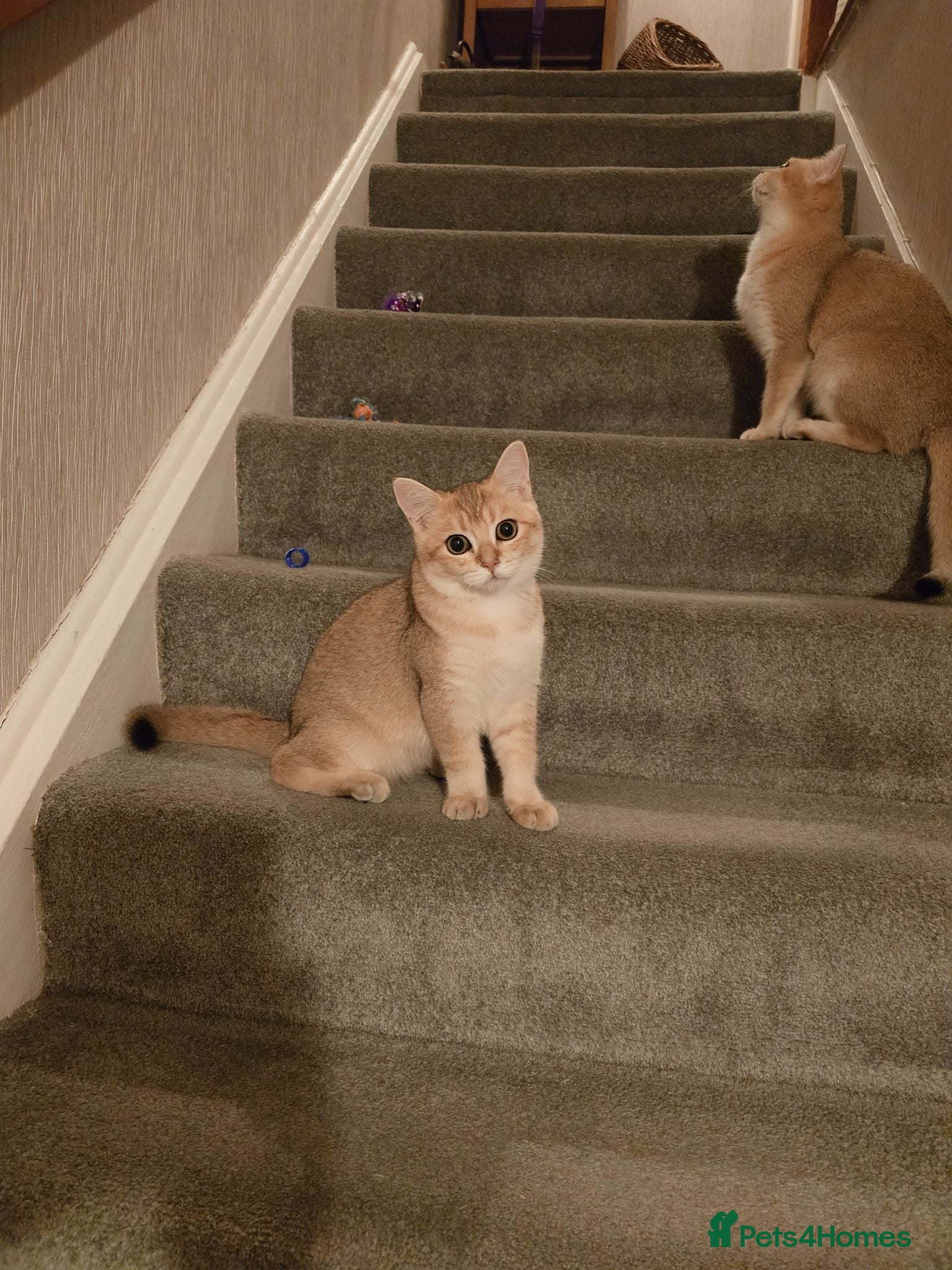 British Shorthair cats GCCF registered Golden boy - Advert 2