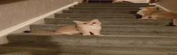 British Shorthair cats for sale: GCCF registered Golden boy - Advert 1