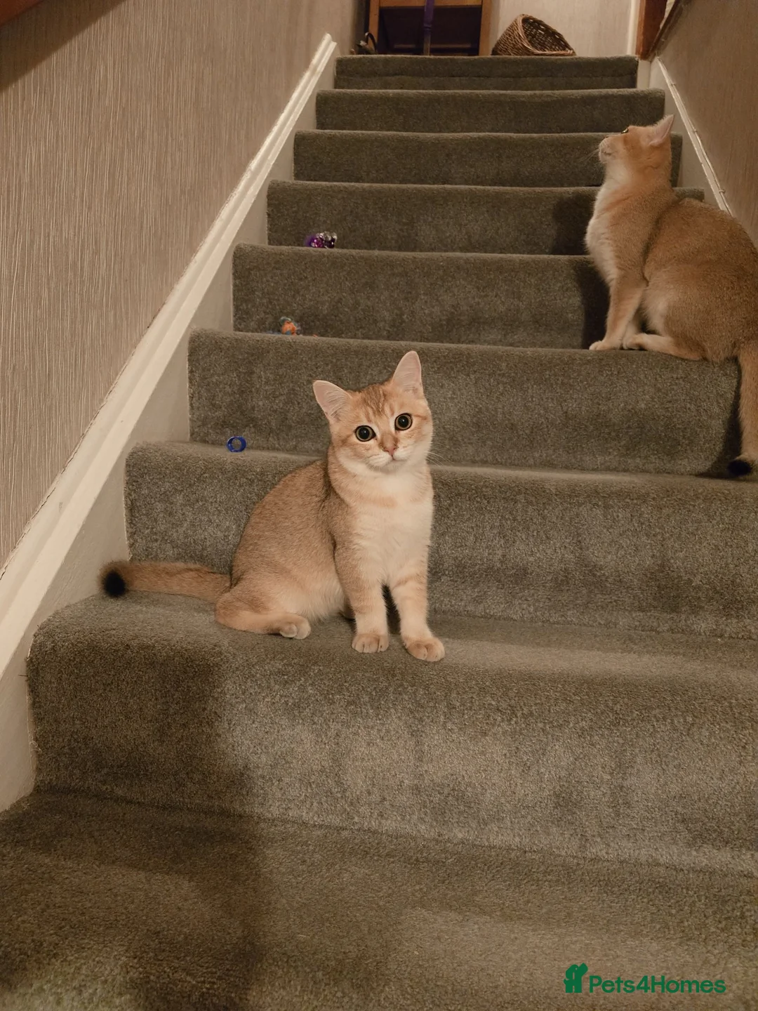 British Shorthair cats for sale: GCCF registered Golden boy - Advert 1
