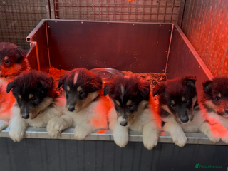 Rough Collie dogs Kc registered rough collie puppies - Advert 5