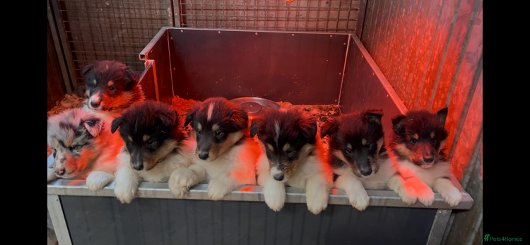 Rough Collie dogs Kc registered rough collie puppies - Advert 5