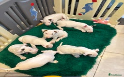 Bull Terrier dogs for sale: USA & UK Champion Bloodline English bull terriers  in Gateshead - Image 1