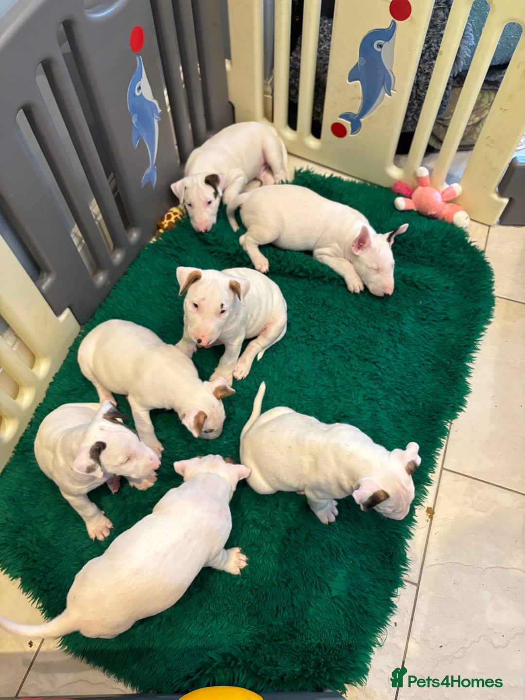 Bull Terrier dogs for sale: USA & UK Champion Bloodline English bull terriers  in Gateshead - Image 1