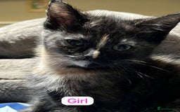 Ragdoll cats for sale: URGENT Ragdoll kittens x4 ready this week - Image 3