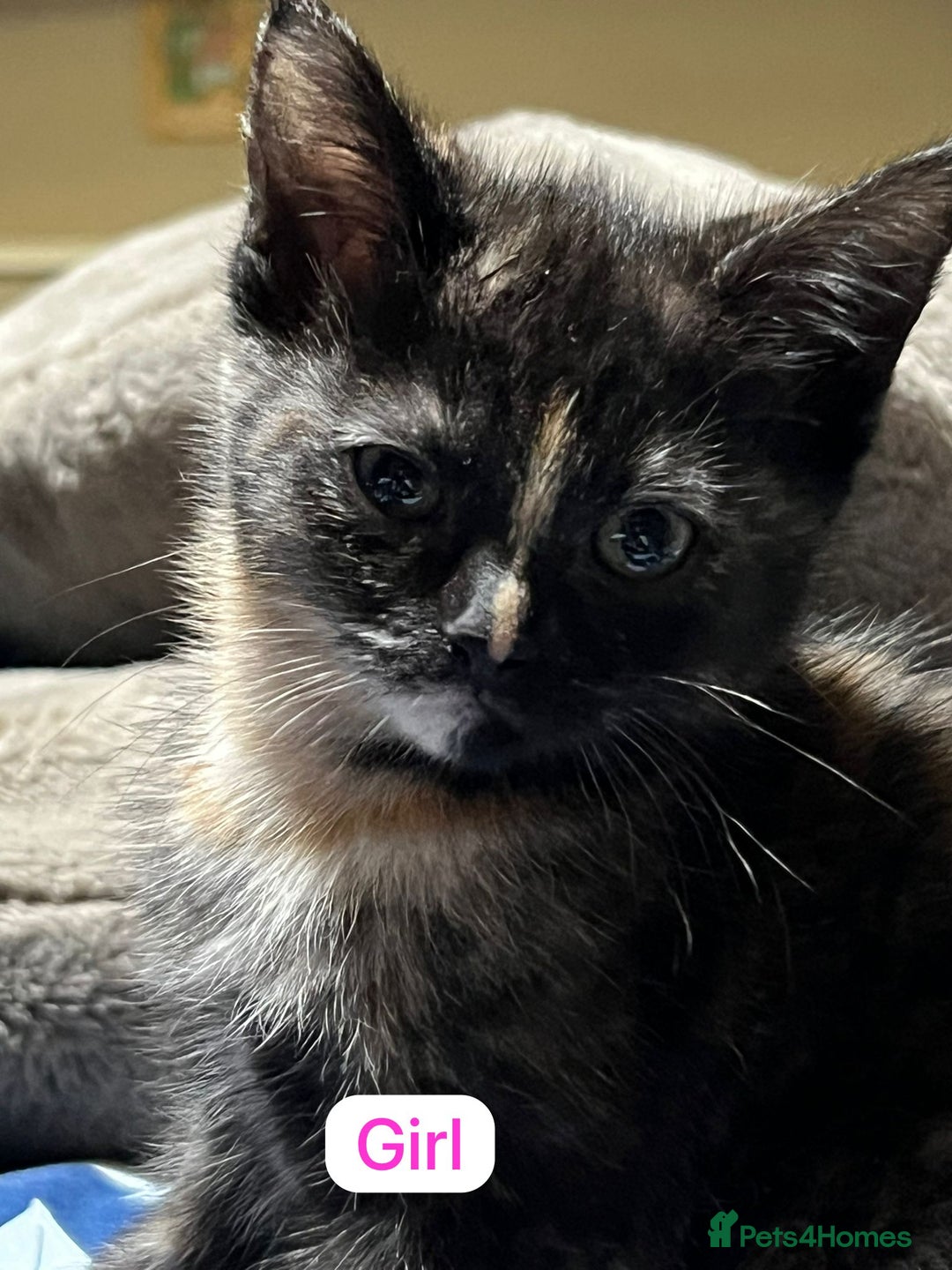 Ragdoll cats for sale: URGENT Ragdoll kittens x4 ready this week - Image 3