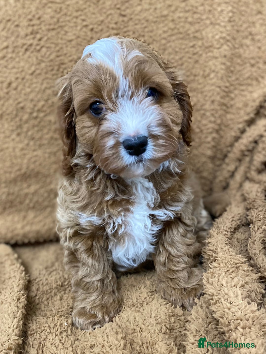 Cavapoo dogs for sale: F1 Cavapoo - Advert 4