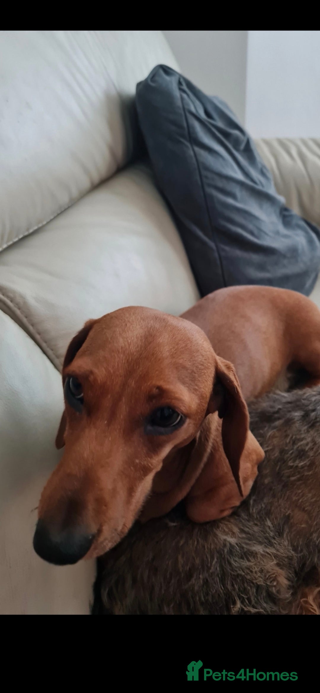 Miniature Dachshund dogs for sale: Rehoming  - Image 2