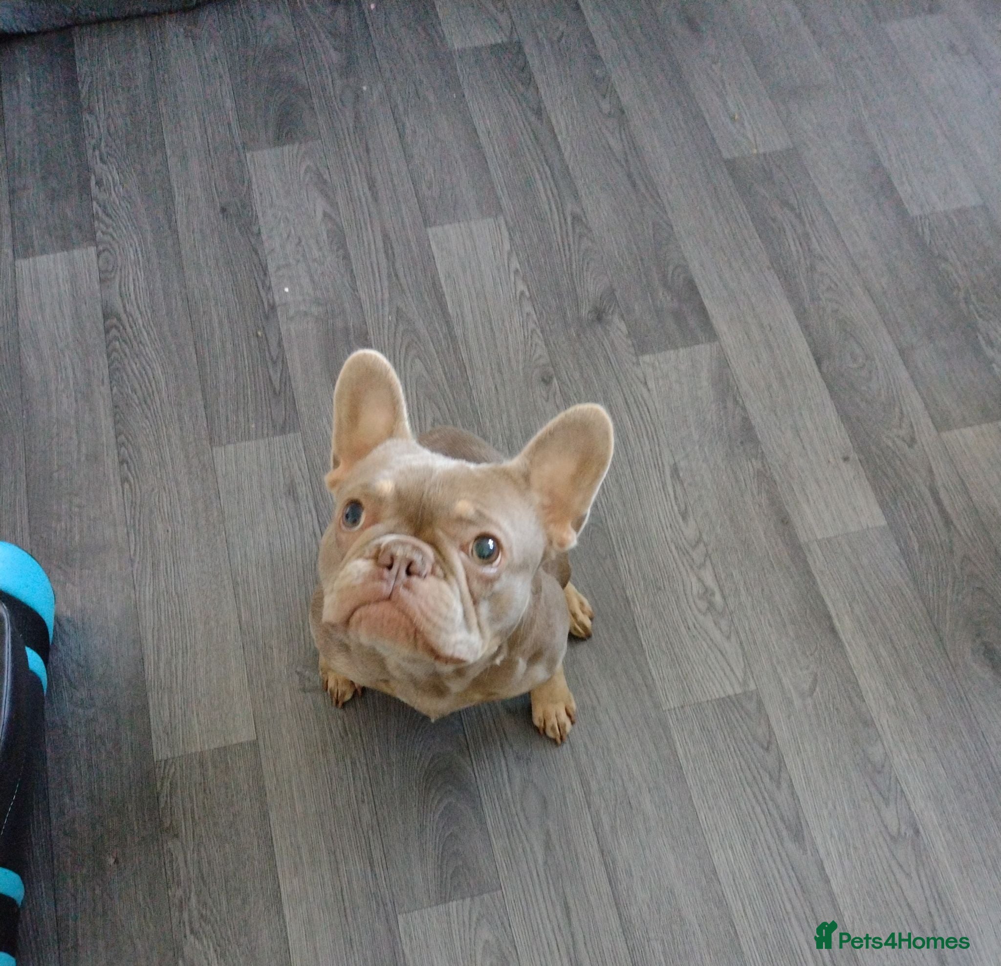 French Bulldog dogs 🩷 Bella 🩷 - Advert 2
