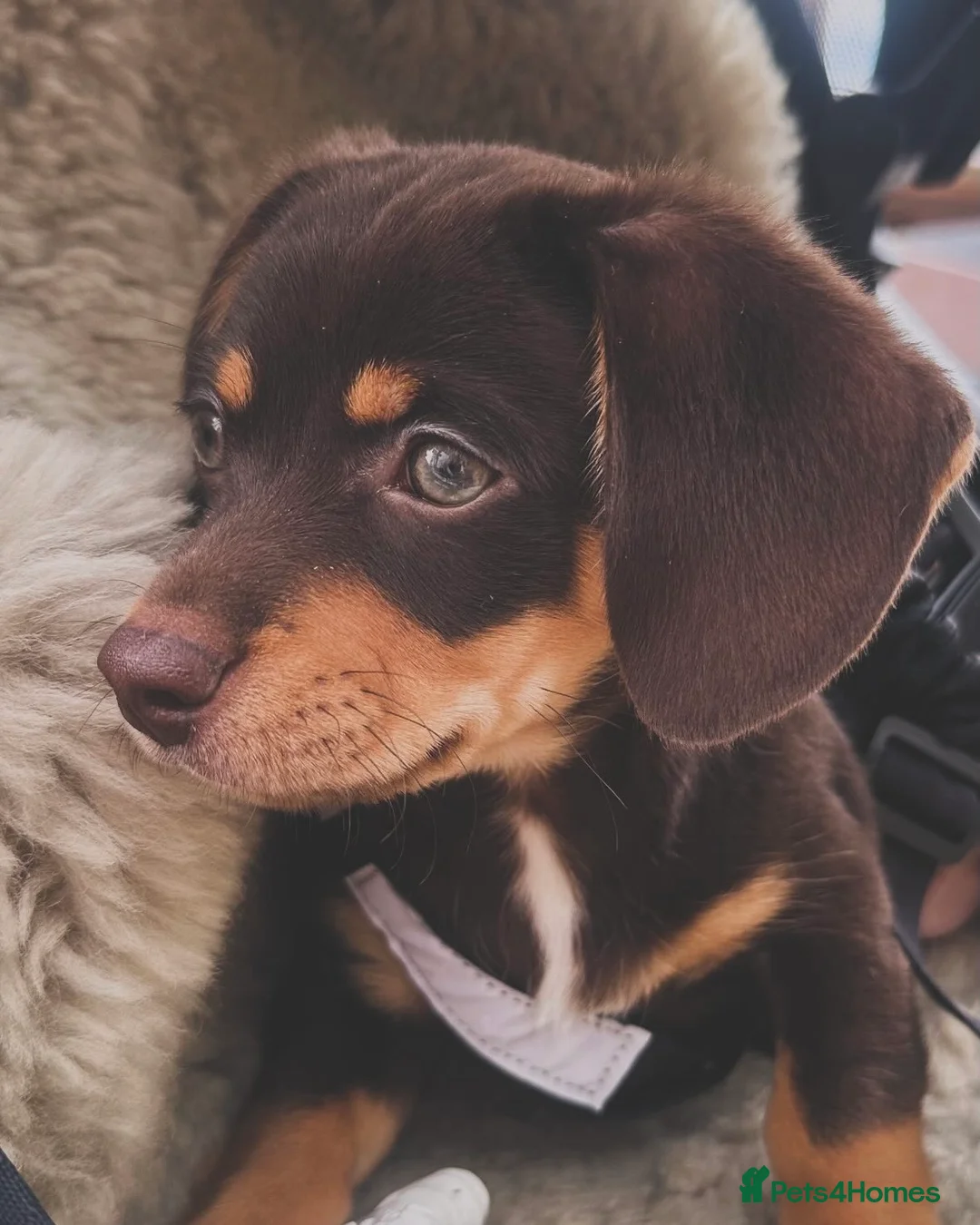 Chiweenie dogs for sale: Chiweenie puppy green eyes - Advert 1