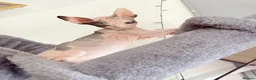 Sphynx cats for sale: Adorable sphynx kittens❤️ - Advert 20