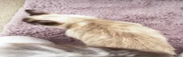 Ragdoll cats for sale: 4 Beautiful and Playful Ragdolls - Advert 12