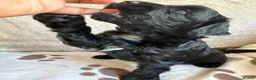 Mixed Breed dogs for sale: Springer-Poo puppies READY NOW. - Advert 18