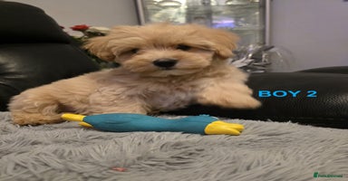 Maltipoo dogs - Advert 8