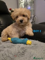 Maltipoo dogs - Advert 5