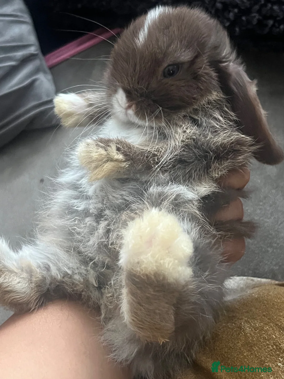 Mini Lop rabbits for sale:  7 weeks old Pure Bred Mini Lops Bunnies For Sale  - Advert 2