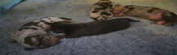 Miniature Dachshund dogs for sale: All-Girl Litter of Miniature Smooth Dachshunds in Manchester - Advert 8