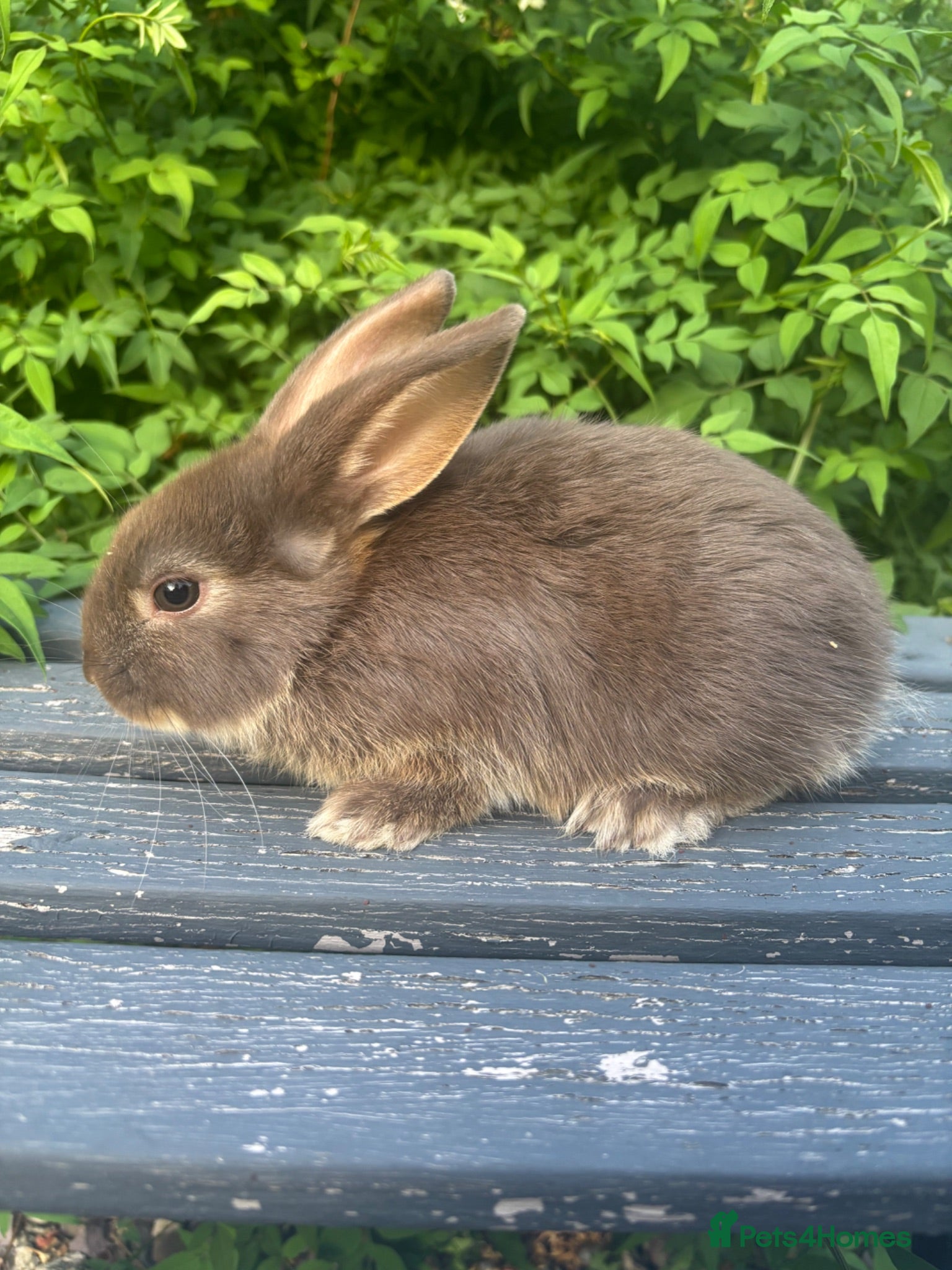 Mini Lop rabbits mini lop cross' - some ready to be reserve - Advert 2