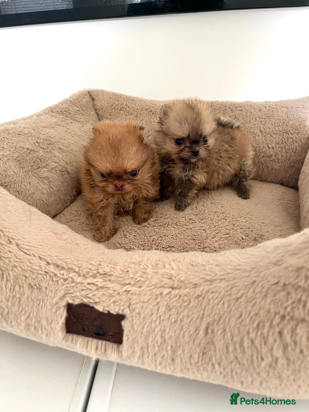 Pomeranian dogs for sale: Extremely Small🐻High Quality🏆Rare Beauty 🔥 - Advert 5