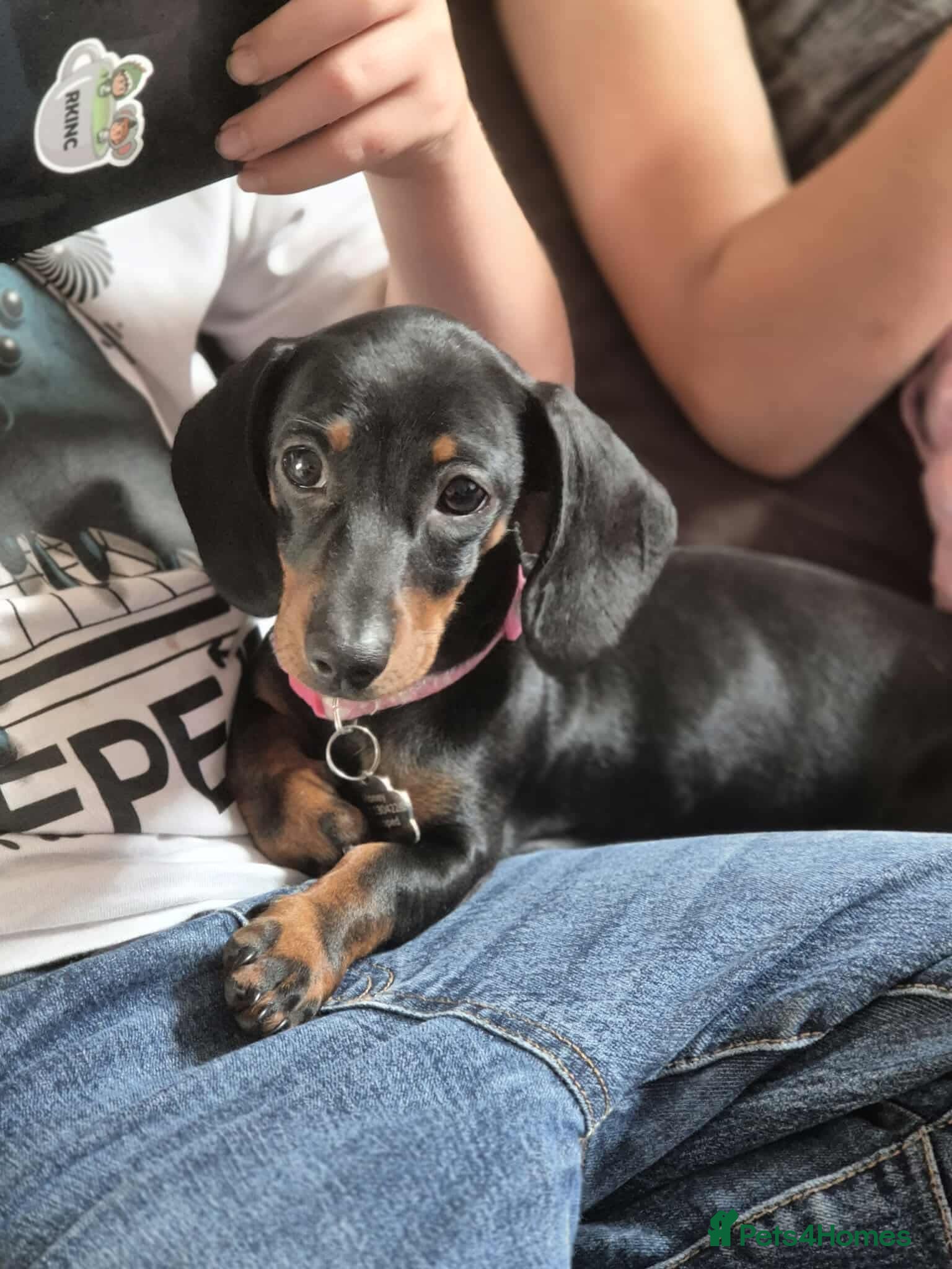 Dachshund dogs 8 month female pup needing a loving home  - Advert 14