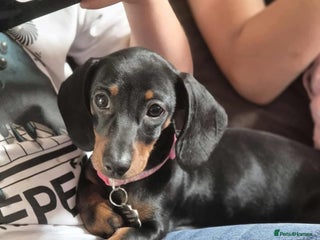 Dachshund dogs 8 month female pup needing a loving home - Advert 2