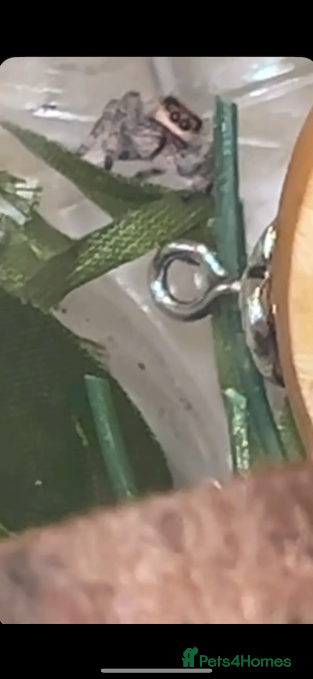 Spiders invertebrates for sale: Regal Jumping Spiders - Advert 3