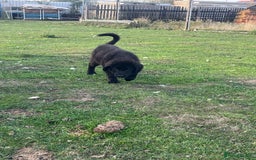 Mixed Breed dogs for sale: Bucovina X Raven  - Image 4