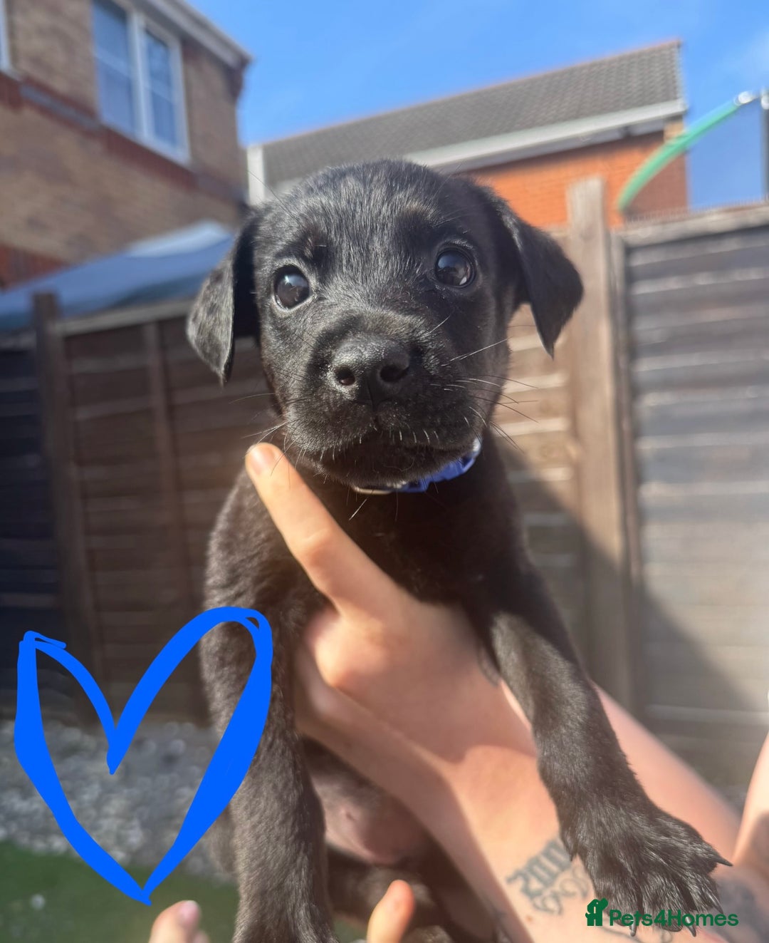 Mixed Breed dogs for sale: Last little girl! Reduced! - Image 10