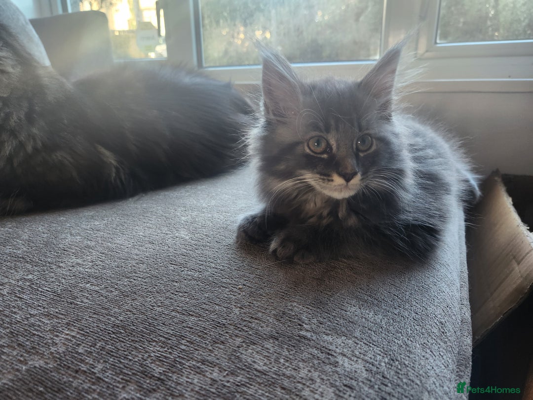 Maine Coon cats for sale: 1 female Maine coons ready to leave now  - Advert 17