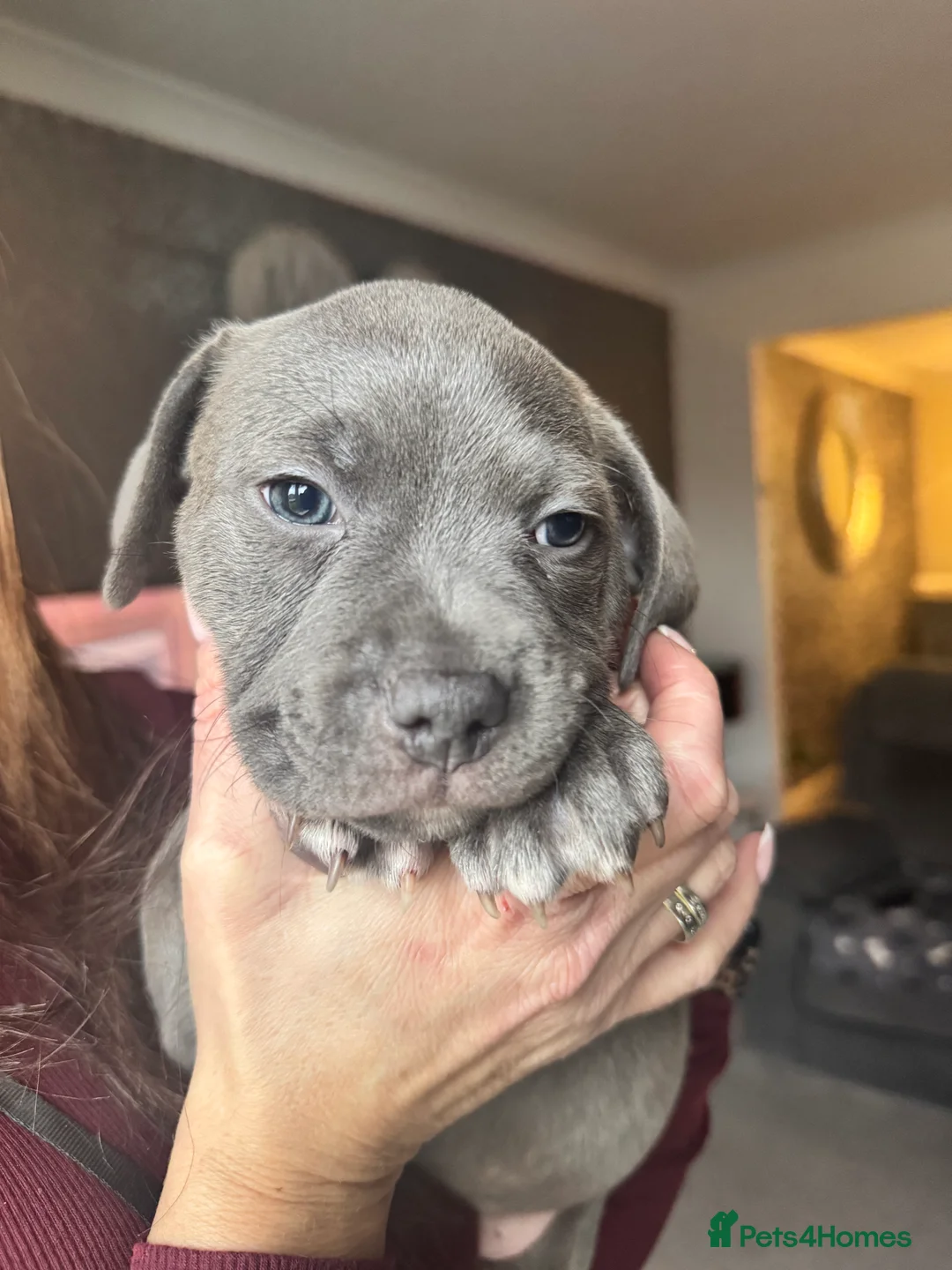 Staffordshire Bull Terrier dogs for sale: Stunning pure blue staffy pups 💙🩷 - Advert 10