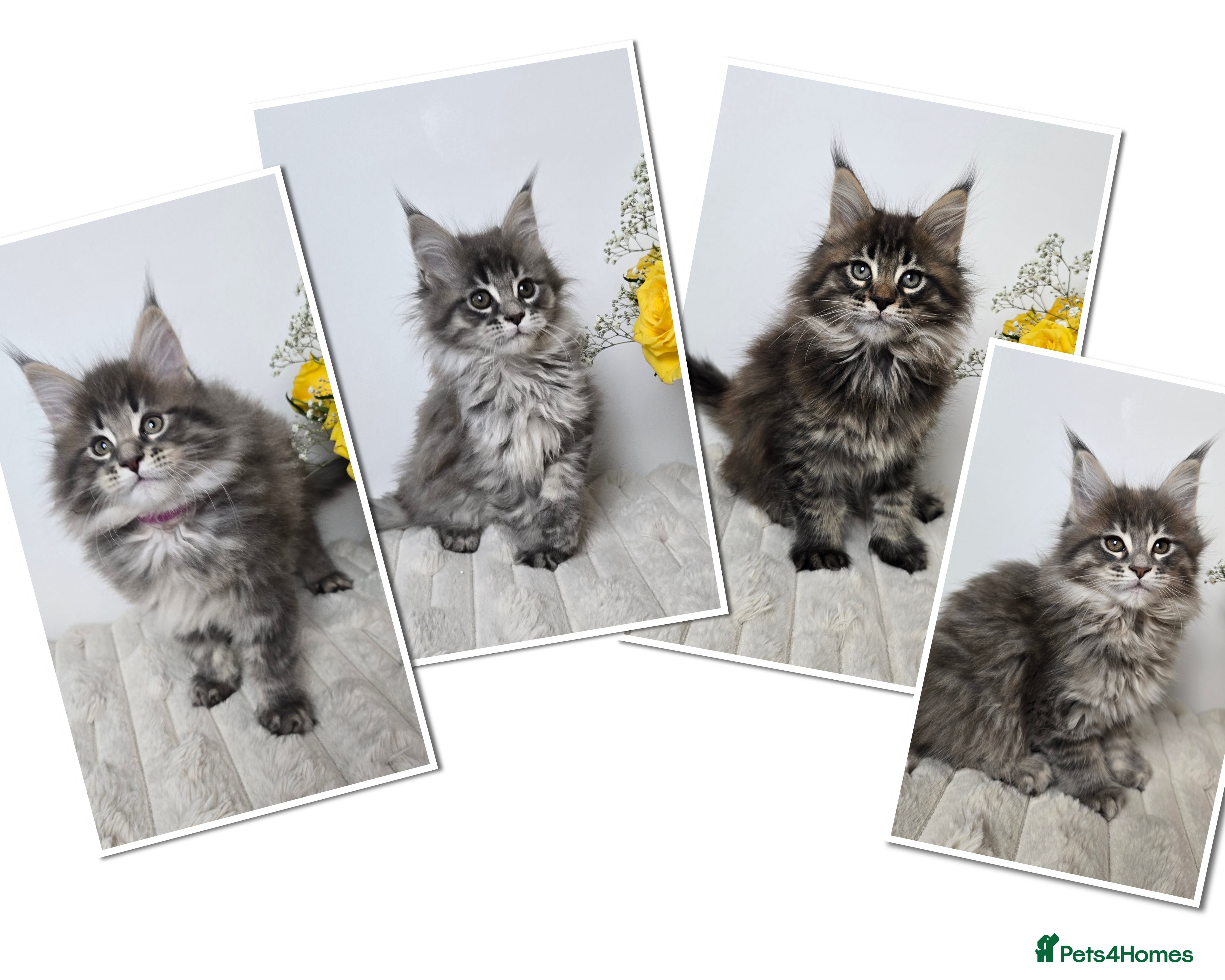 Maine Coon cats TICA registered maine coon kittens - Advert 2
