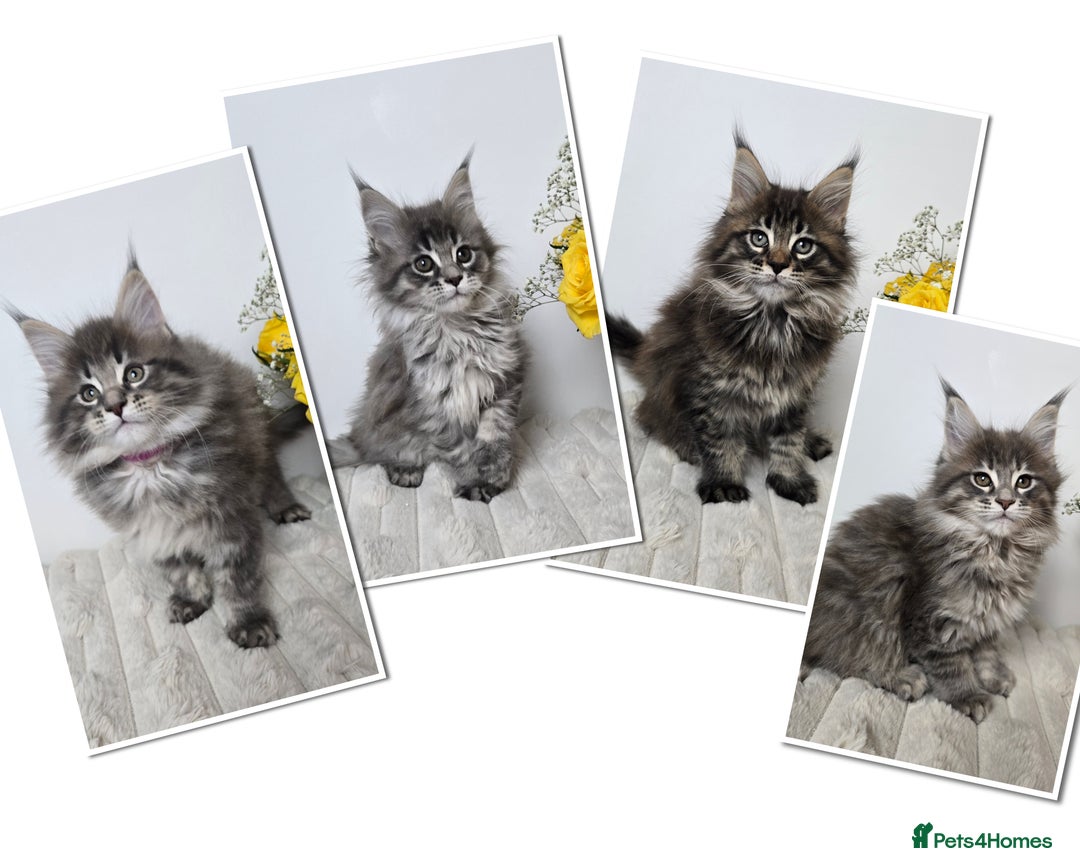 Maine Coon cats for sale: TICA registered maine coon kittens - Advert 1