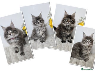 Maine Coon cats TICA registered maine coon kittens - Advert 1
