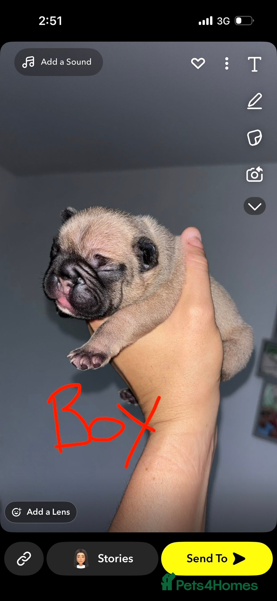 French Bulldog dogs for sale: French Bulldog Puppies PET PRICED  - Image 4