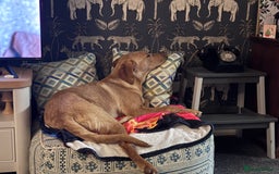 Labrador Retriever dogs for sale: Red fox Labrador & yellow lab  in Gainsborough - Image 6