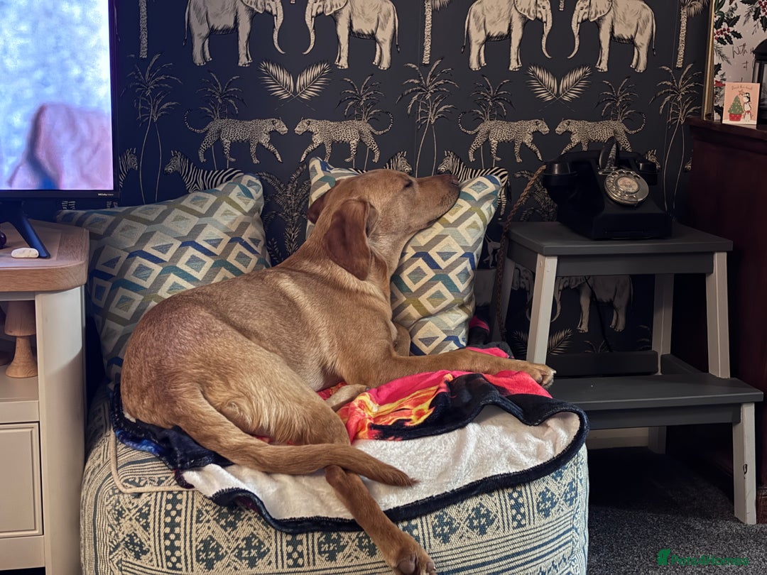 Labrador Retriever dogs for sale: Red fox Labrador & yellow lab  in Gainsborough - Image 6