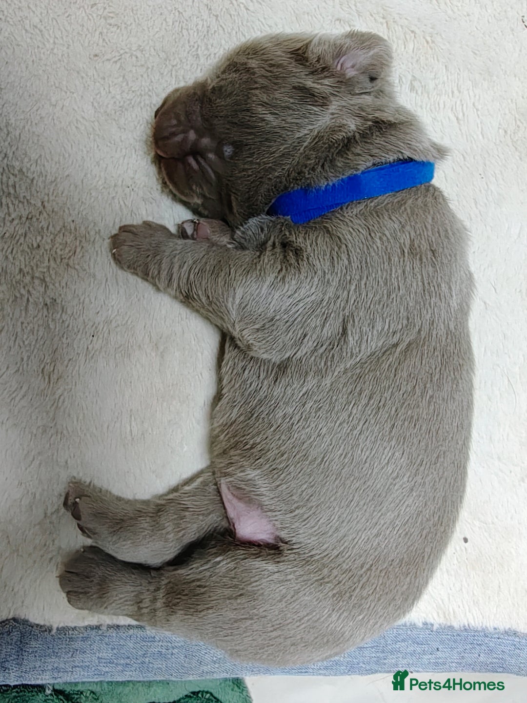 Labrador Retriever dogs for sale: Silver Labrador puppies  - Advert 7