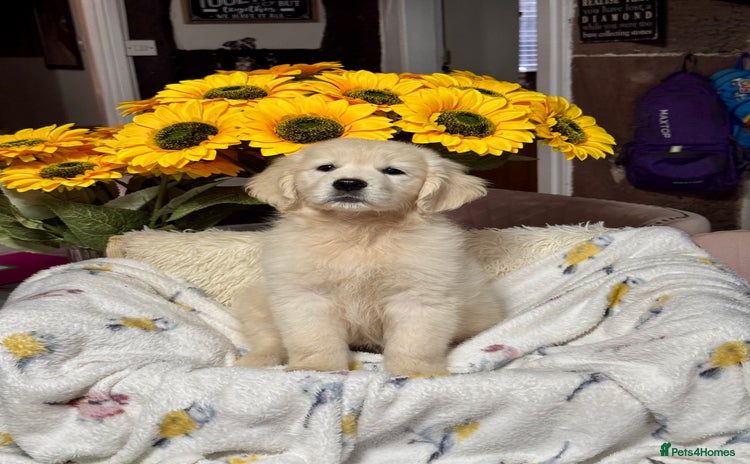 Golden Retriever dogs - Advert 3