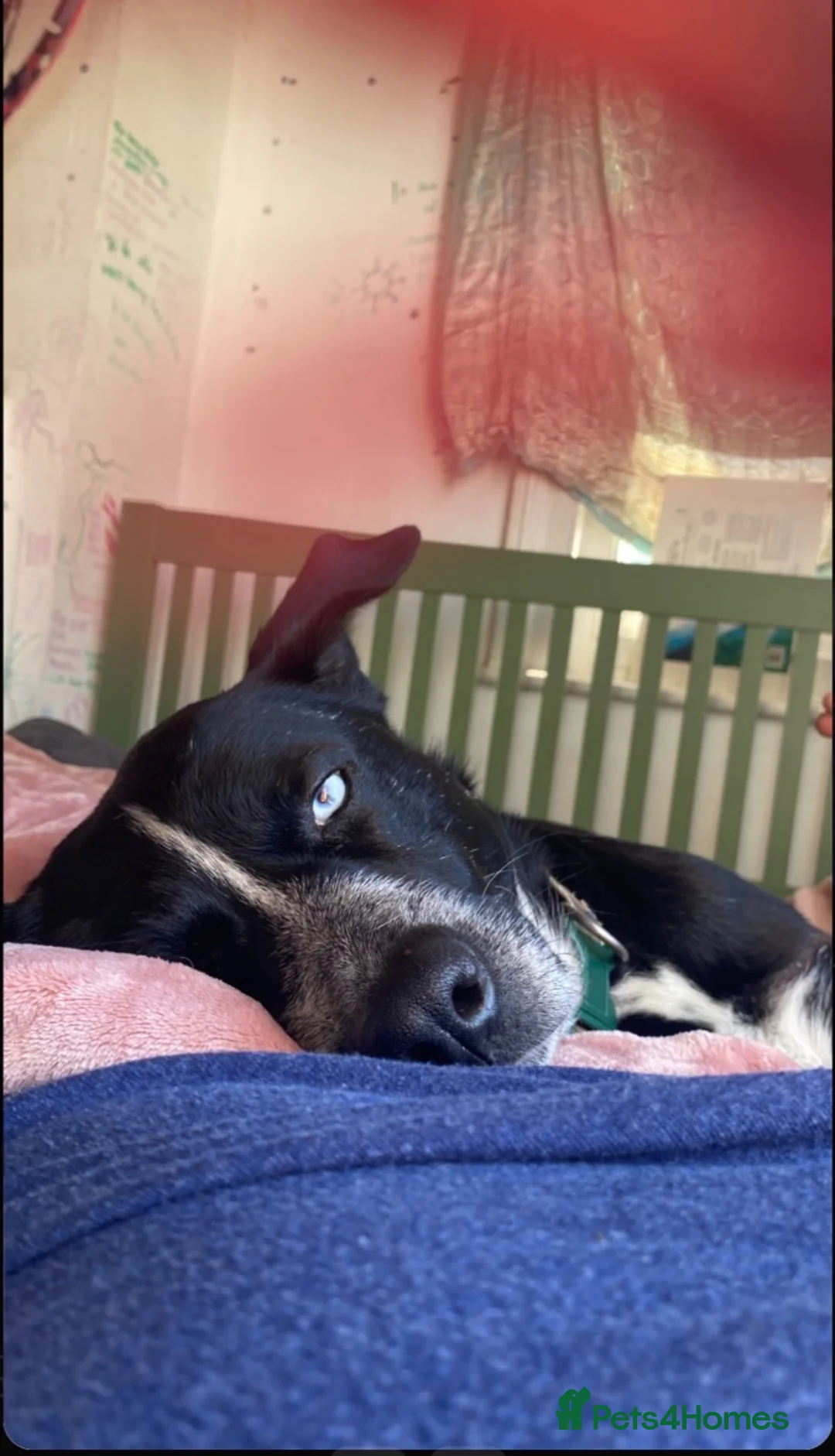 Mixed Breed dogs for stud: Frank  in Burgess Hill - Advert 2