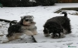 Miniature Schnauzer dogs for sale: Outstanding Miniature Schnauzer Puppies - Image 12