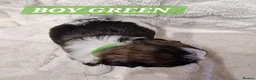 Shih Tzu dogs for sale: Pure bred shih tzu puppies in Cardiff - Advert 18