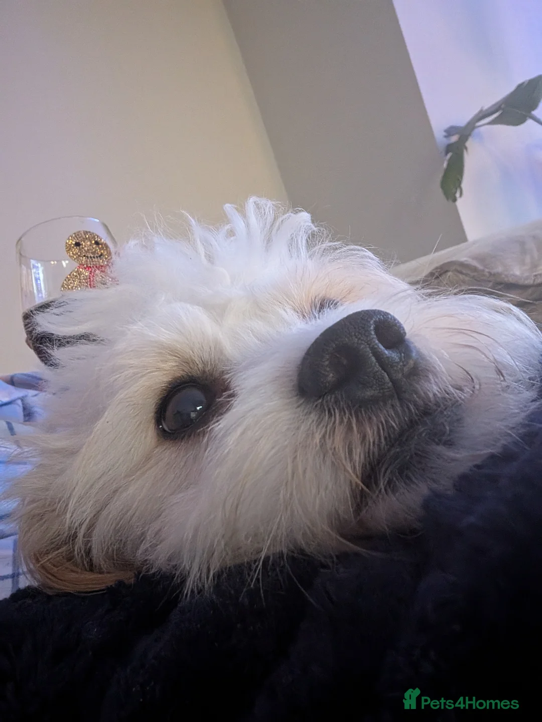 Cavapoochon dogs for sale: Male cavapoochon  - Advert 2