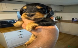 Cocker Spaniel dogs for sale: 6 working cocker pups  - Image 5