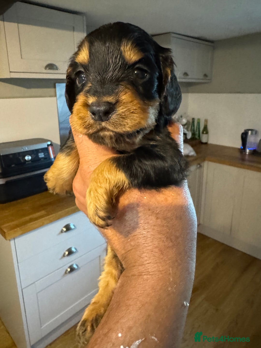 Cocker Spaniel dogs for sale: 6 working cocker pups  - Image 5