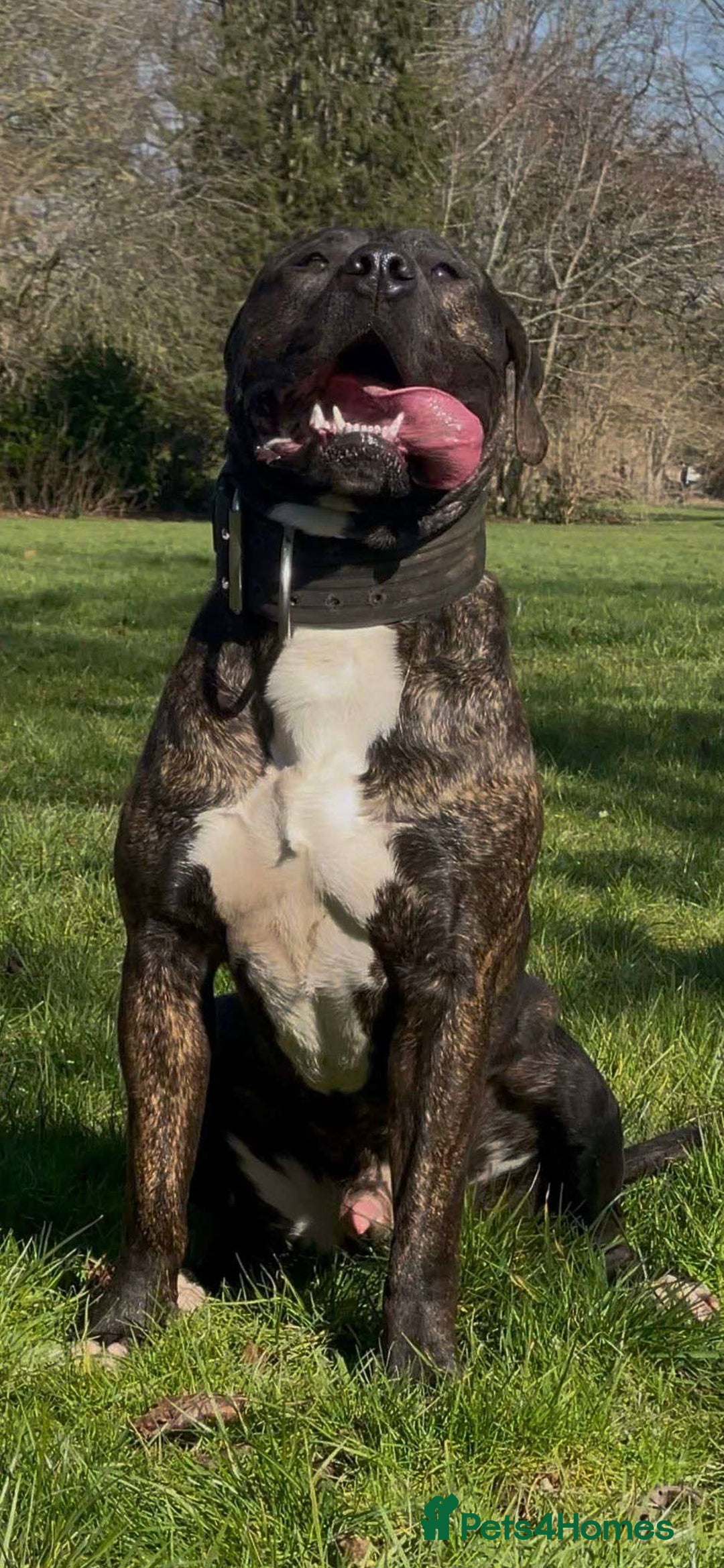 Presa Canario dogs for sale: Pressa  - Image 2
