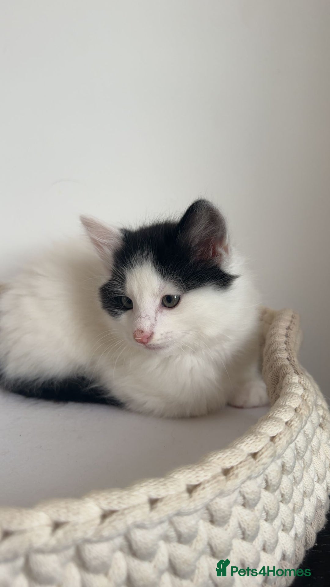 Mixed Breed cats for sale: Part Maine Coon black and white fluffy male cat - Advert 19