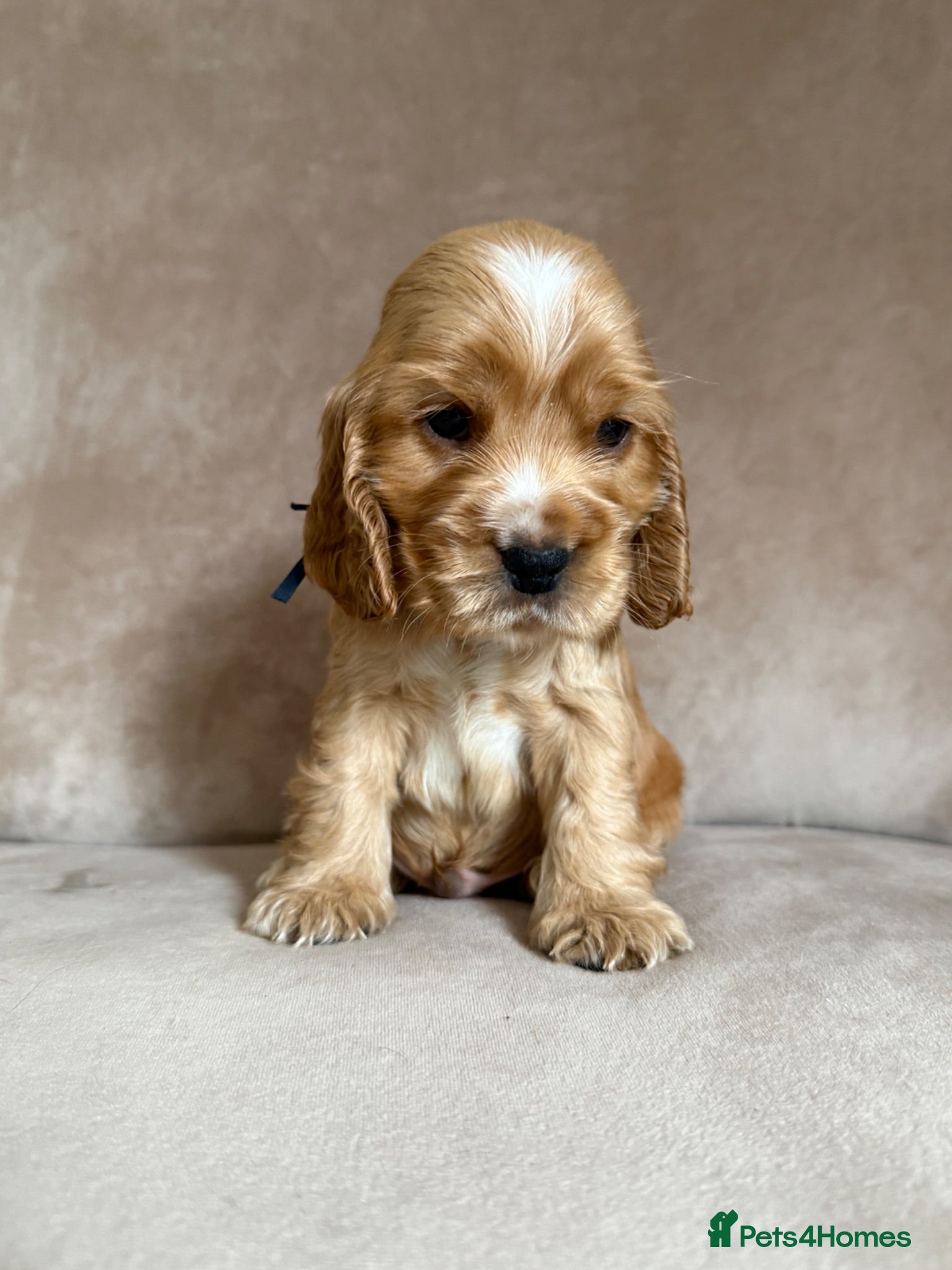 Cocker Spaniel dogs 1 kc male show type cockerspaniel ready next week  - Advert 8