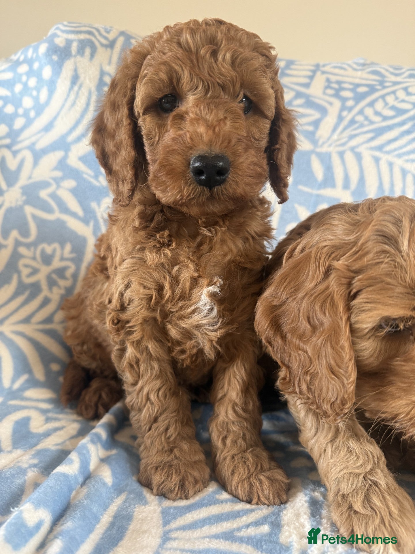 Cockapoo dogs Gorgeous cockapoo puppies  - Advert 1