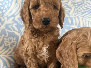 Cockapoo dogs Gorgeous cockapoo puppies - Advert 1