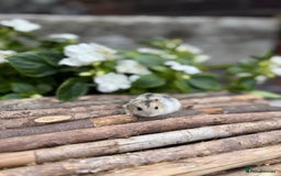Hamster rodents for sale: Beautiful baby hamsters. Russian Dwarf and Syrian - Image 23