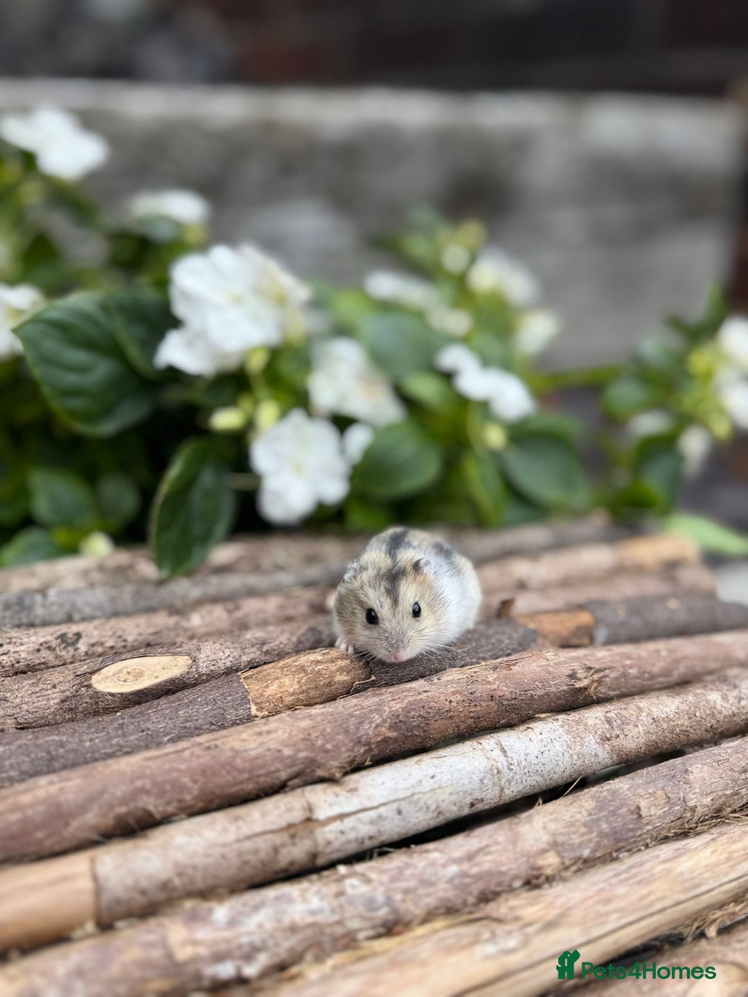 Hamster rodents for sale: Beautiful baby hamsters. Russian Dwarf and Syrian - Image 23